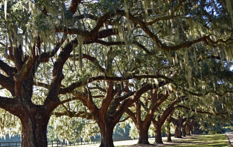 Boone Hall Plantation & Gardens
