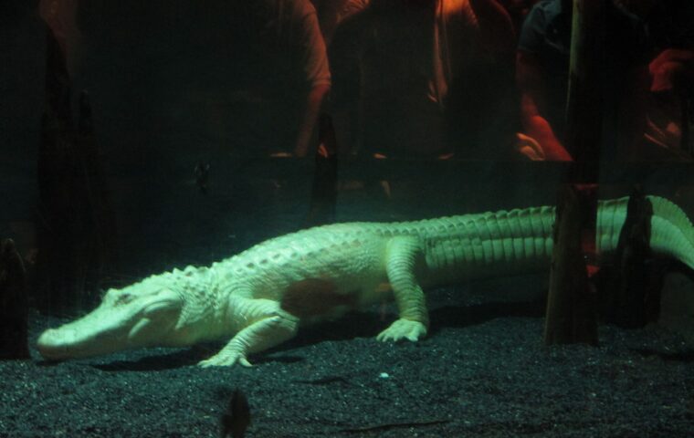 South Carolina Aquarium