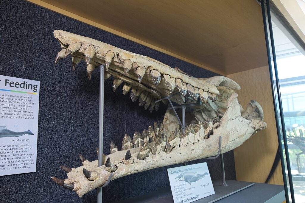 Mace Brown Museum of Natural History